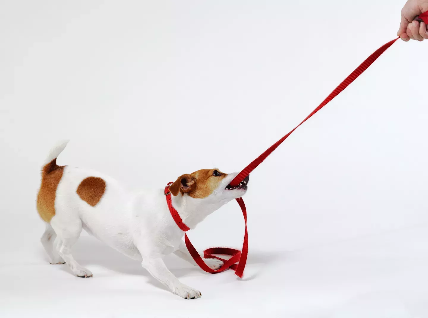 dog pulling on leash dog pulling on leash