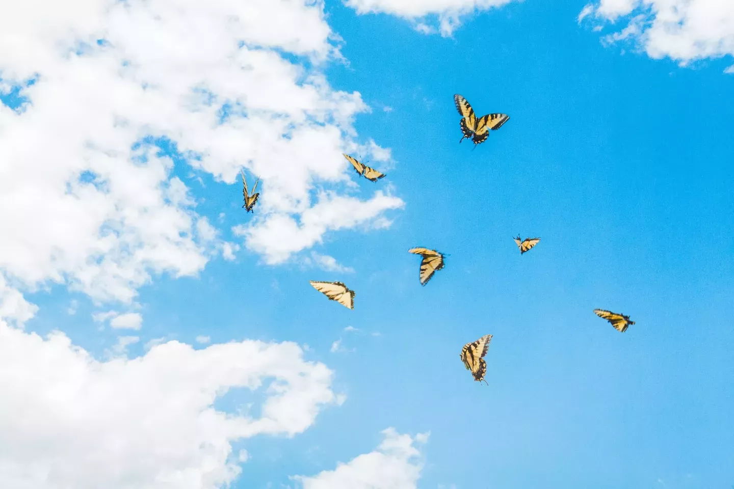 Butterflies in the sky Butterflies in the sky